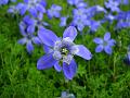 Low-growing Trailing Bellflower